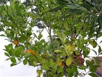 Mandarinky v zimní zahradě společnosti AZ Ekotherm
