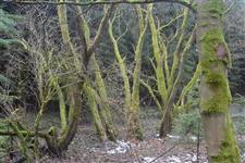 Stromy poroslé mechem u Slavoňova